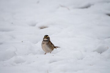 Bird on Snowy Landscape