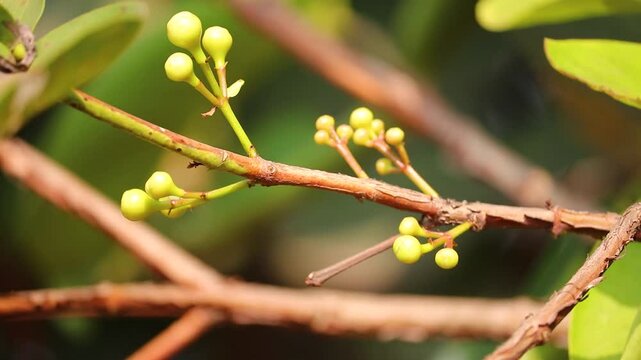Java appale, wax apple , Syzygium samarangense fruits on tree. The tree is mostly grown in tropical areas and can grow upto 12 m. The fruit is also called Semarang rose-apple, and wax jambu