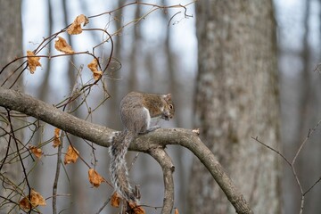 Squirrel on a Tree Branch in Forest