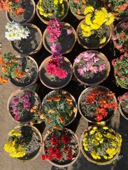 Fresh Colorful Variety of Flowers For Sale at the Outdoor Market, and a variety of flowers, Multi-colored vibrant fresh flower bouquets at the flower shop