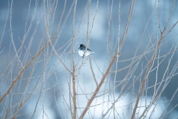 Bird on bare branches in winter.