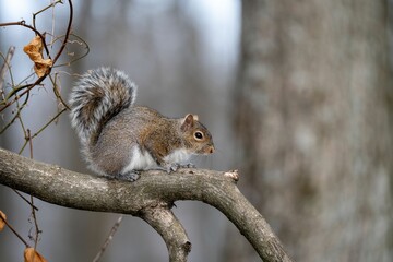Squirrel on a Tree Branch in Forest