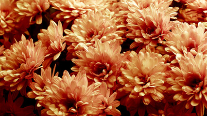A bouquet of orange chrysanthemums with soft delicate petals create a stunning floral arrangement. The vibrant hues and intricate textures of the blossoms evoke a sense of warmth and beauty