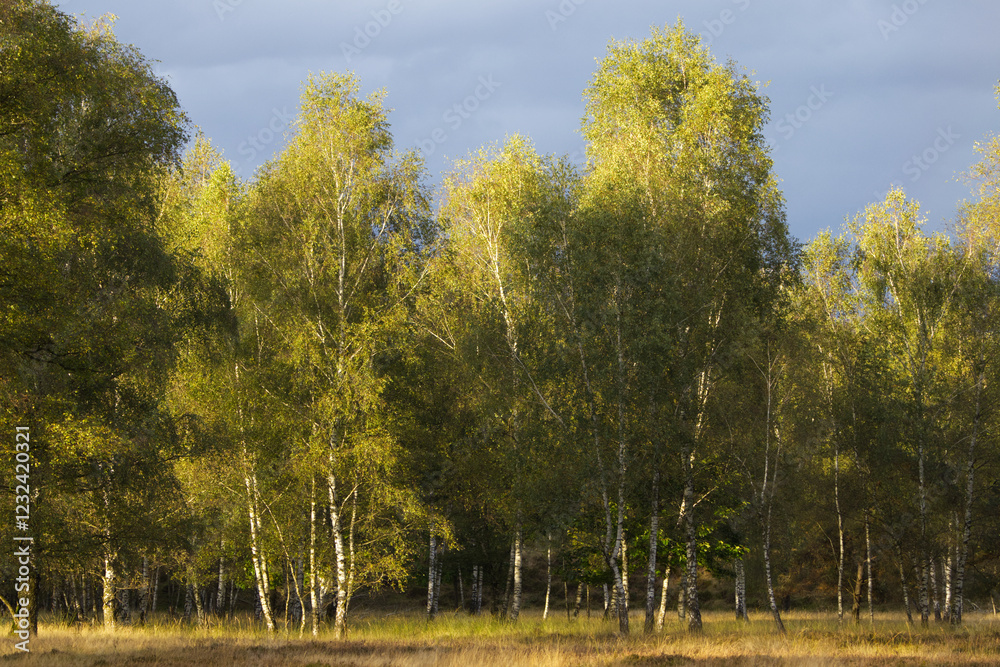 Wall mural Birch forest in summer just before a storm, dramatic sky, dark sky with sunshine, sunshine in birch forest, evening sun in summer, beautiful bright green leaves, wild meadow in sunshine