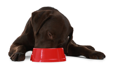 Cute dog eating dry pet food from feeding bowl on white background