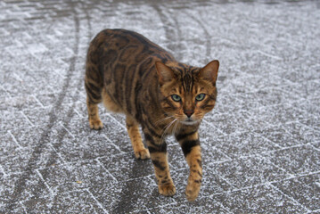 bengal cat in snow