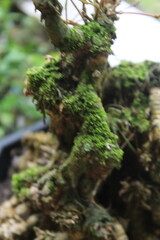 Fototapeta premium moss on tree