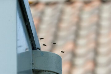 Wasp nest removal process during late afternoon hours in a suburban area