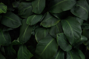 Fototapeta premium Nature leaves, green tropical forest, backgound illustration concept