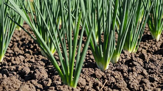 Growing healthy green onions in a vibrant garden with ideal soil conditions and sunlight exposure