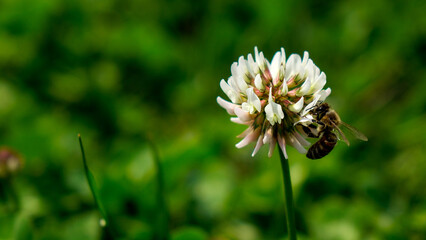 Close-up of a honey bee collecting pollen and nectar under the sunlight in a field in summer