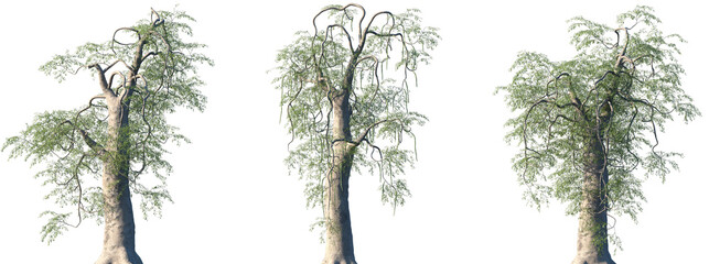 Set of Moringa thouarsii frontal isolated png on a transparent background perfectly cutout