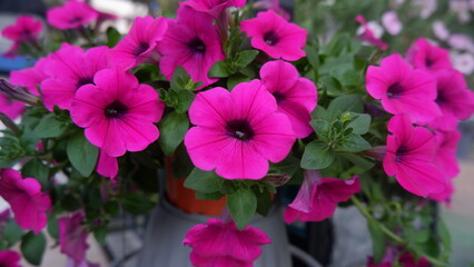 Beautiful hard pink flowers, Petunia, with its green leaves