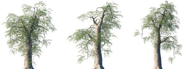 Set of Moringa thouarsii frontal isolated png on a transparent background perfectly cutout