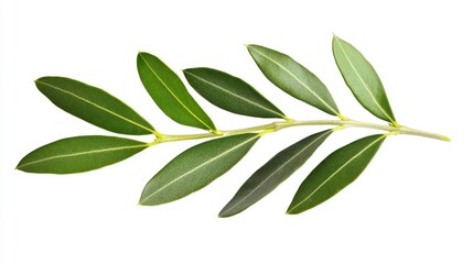 Fresh Olive Branch With Vibrant Green Leaves on White Background