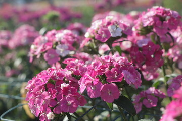 Fototapeta premium Close up of a cute pink and white flower bush, Dianthus