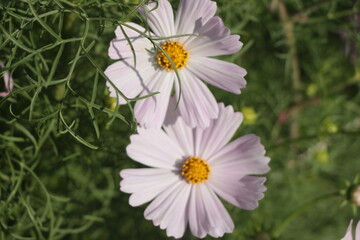 Fototapeta premium Soft focus close up of a couple white Cosmos with its green leaves