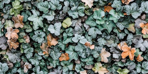 Frosty Autumn Leaves and Green Ivy Background Texture Winter Nature Scene