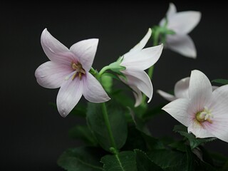 ピンクの桔梗20240901