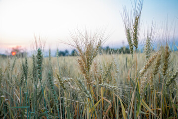 Wheat field. Ears of golden wheat close up. Beautiful Nature Sunset Landscape. Rural Scenery under Shining Sunlight