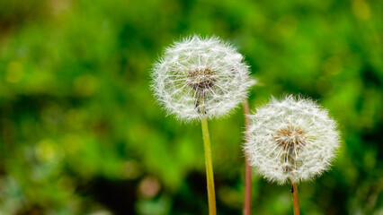 Obraz premium Dandelion weed seeds blowing across a spring,