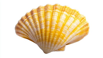 Fototapeta premium Beautiful Yellow Scallop Shell Isolated on White Background