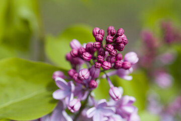 branch of fresh lilac in nature