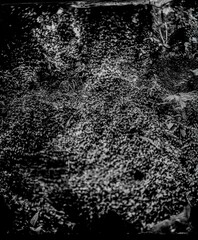 black and white background of woods in wet plate collodion