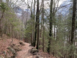 Alpine forest trails in a typical winter environment and over the tourist resort of Engelberg in Swiss Alps - Canton of Obwalden, Switzerland (Kanton Obwald, Schweiz)