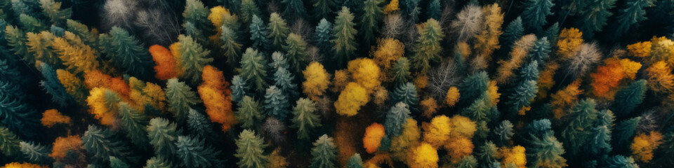 aerial view autumn forest yellow green trees dark background high-resolution high contrast cinematic