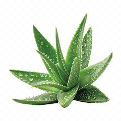 realistic 3d Aloe Vera pup with water drops isolated on white background