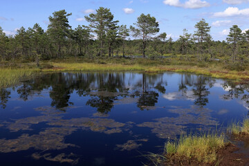 Landscape photo with a view of the mirror surface of a lake and the trees reflected in it, in the Viru bogs in Lahemaa National Park in Estonia