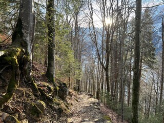 Obraz premium Alpine forest trails in a typical winter environment and over the tourist resort of Engelberg in Swiss Alps - Canton of Obwalden, Switzerland (Kanton Obwald, Schweiz)