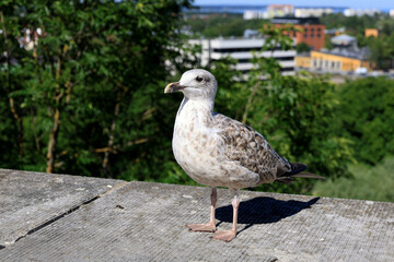 Close-up photo of a seagull looking into the distance, against a blurred background with bokeh effect