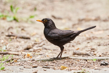 Common blackbird searching for food (Turdus merula). 