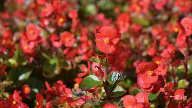 Beautiful wax begonia (begonia semperflorens) flowers.