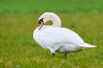 Mute swan on a meadow (Cygnus olor)