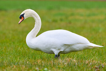 Mute swan on a meadow (Cygnus olor)