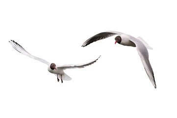 Black-headed Gull in flight isolated on white background