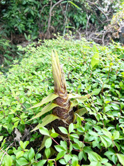 伸び始めたタケノコと緑の葉