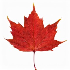 Fototapeta premium maple leaf isolated on white