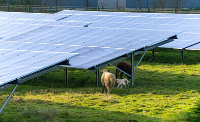 White and brown sheep under solar power module grazing in sunlight