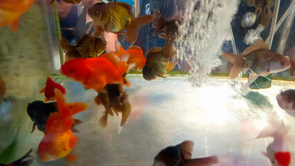 Obraz premium fish in aquarium