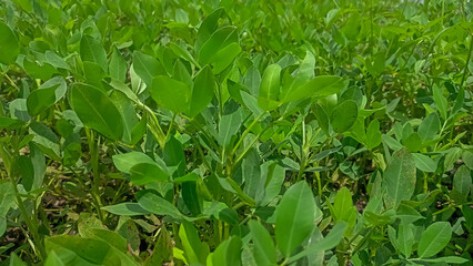 peanuts in the garden 