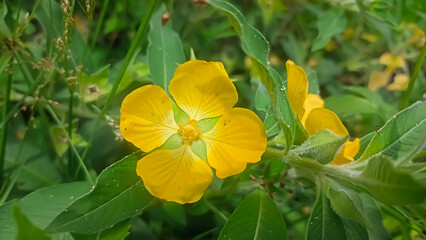 yellow flower in the garden