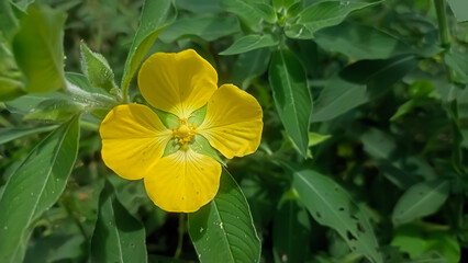 yellow flowers in the garden