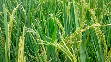 green rice field