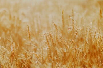 Fototapeta premium Golden Wheat Field at Sunset: A Serene Landscape