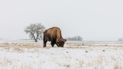 Buffalo Grazing on Winter Plains, Wildlife of Rocky Mountains