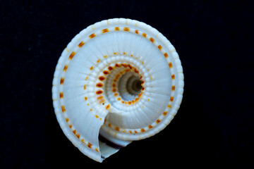 spiral seashell on black background